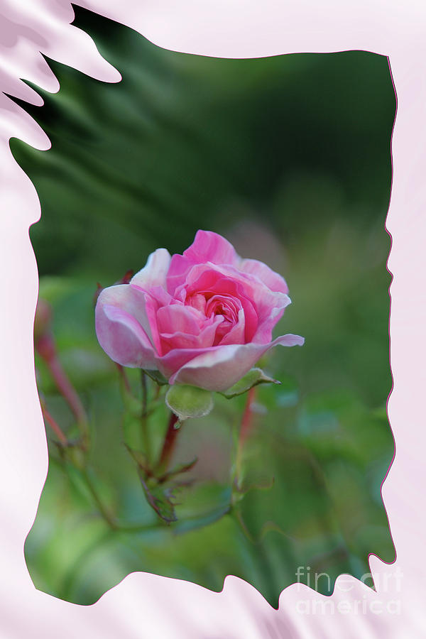 Pink Rose Photograph by Elaine Hunter