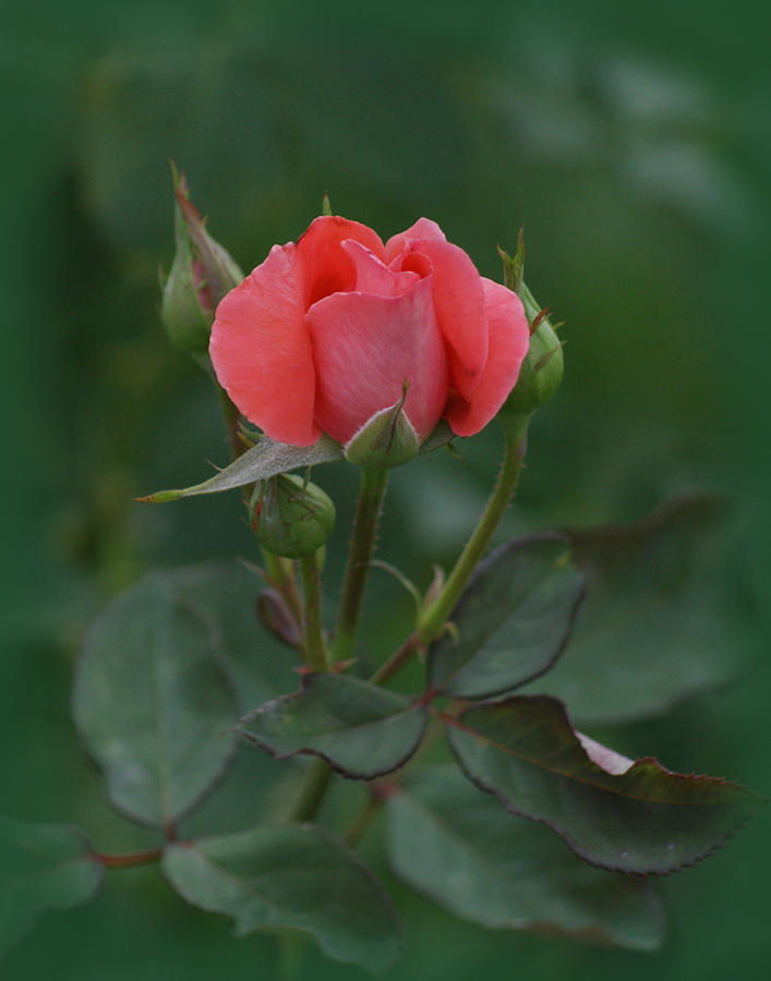 Pink Rose Photograph by Ernest Echols