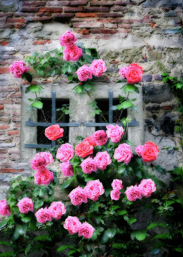 Pink Rose Facade Photograph by Al Hurley