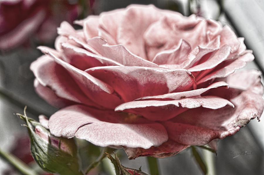 Pink Rose Faded Photograph by Sharon Popek