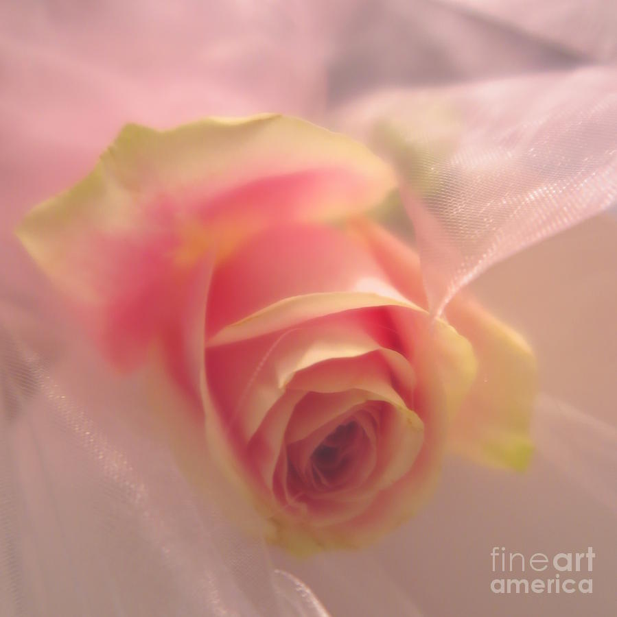 Pink Rose Fantasy 2 Photograph by Tara Shalton