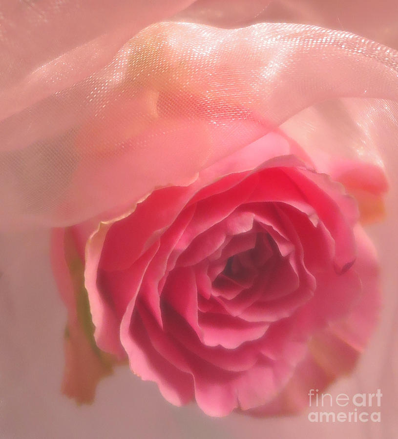 Pink Rose Fantasy 3 Photograph by Tara Shalton