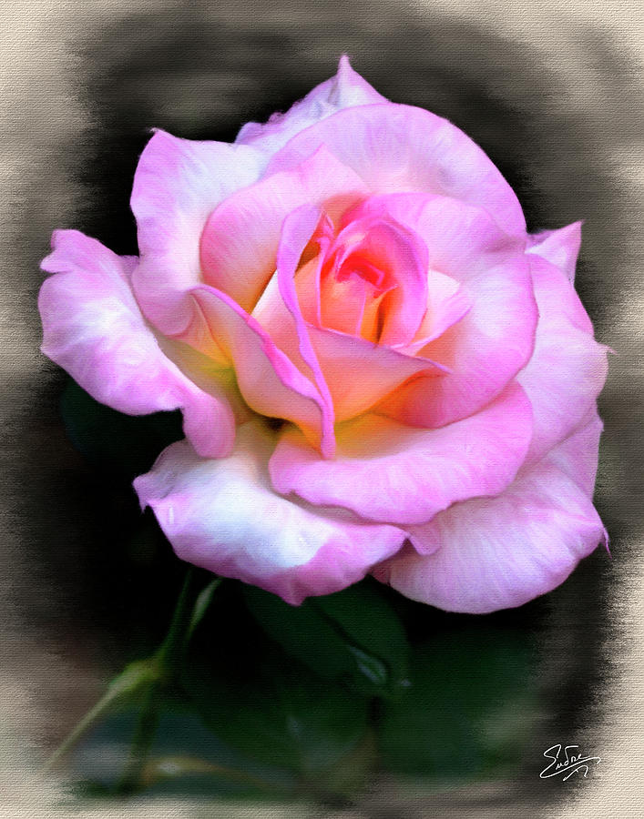 Pink Rose Faux Pastel Photograph by Endre Balogh