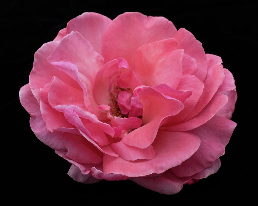 Pink Rose Flower 18 Photograph by Kathy Anselmo