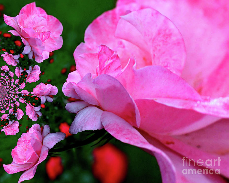 Pink Rose Flower Abstract Photograph by Smilin Eyes Treasures