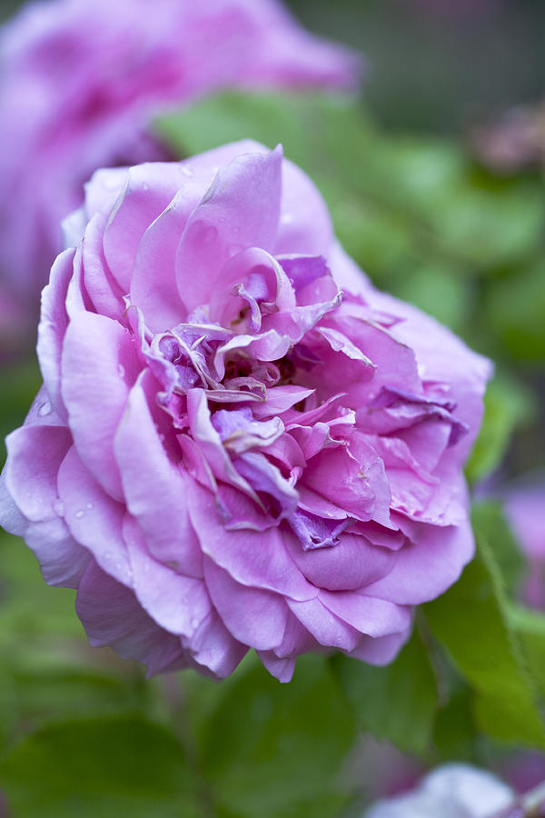 Rose Photograph - Pink Rose Flower by Frank Tschakert