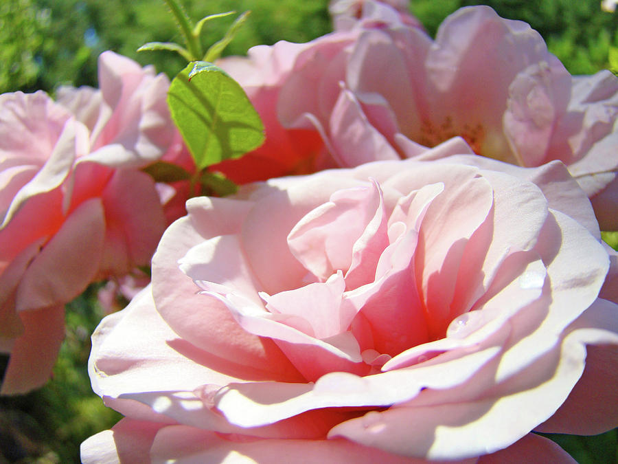 Pink Rose Flower Garden art prints Pastel Pink Roses Baslee Troutman Photograph by Patti Baslee