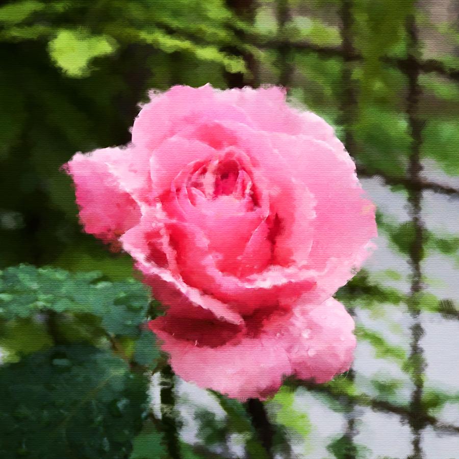 Pink Rose Flower In Greenery - Digital Painting Digital Art