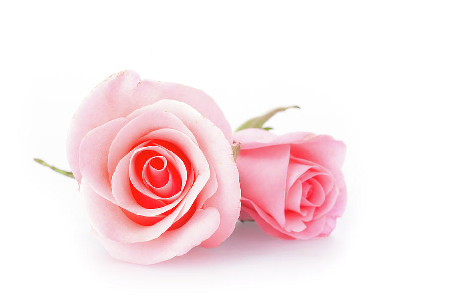 Pink Rose Flower On White Background Photograph by Sandy Sheni - Fine Art  America