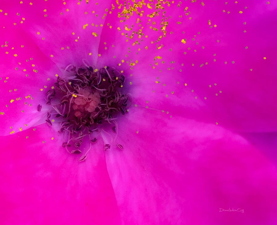Pink Rose Gold Glitter Photograph by Diane Lindon Coy