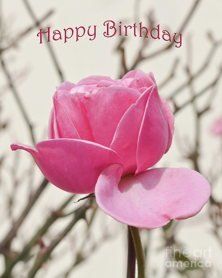 Pink Rose Happy Birthday Photograph By Terri Waters 5078