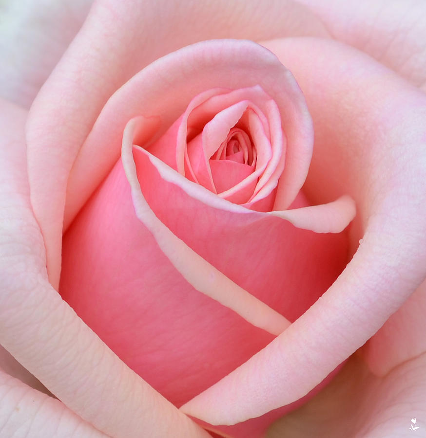 Pink Rose Heart Photograph By Minartesia 