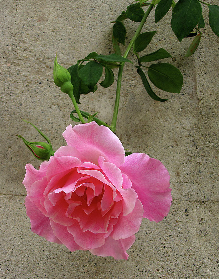 Pink Rose Photograph by Helaine Cummins