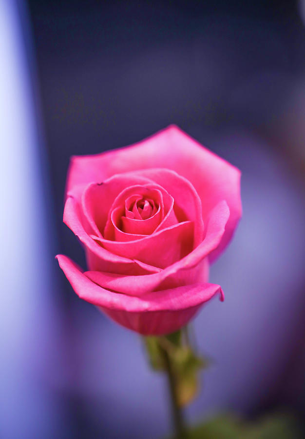 Pink Rose Photograph by Hyuntae Kim