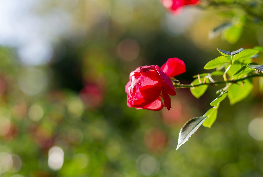 Pink rose Photograph by Ian Dikhtiar - Pixels