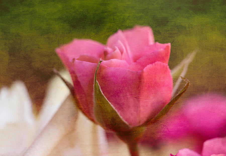 Pink Rose In Bloom Photograph by Arlene Carmel