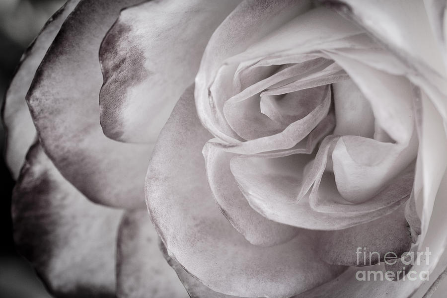 Flower Photograph - Pink Rose In BW by Brian Luke