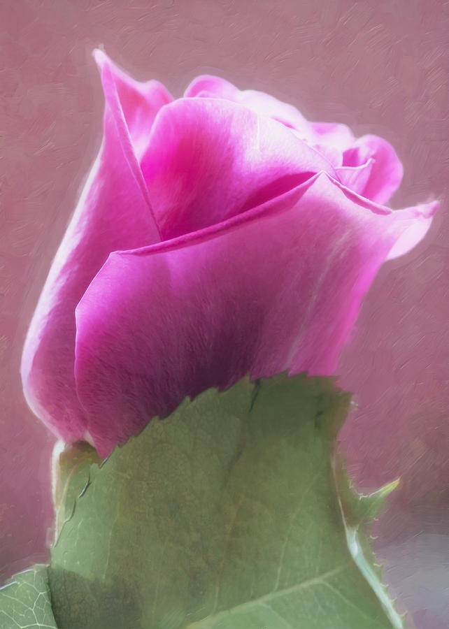 Rose Photograph - Pink Rose in Light by Hal Halli