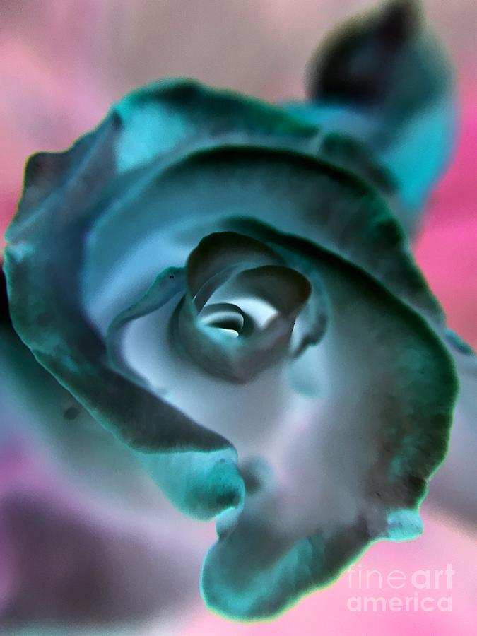 Flower Photograph - Pink Rose In Negative by Robert Coon Jr
