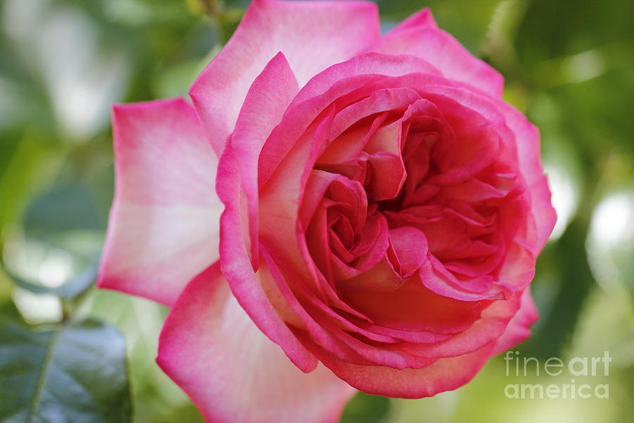 Pink Rose in SUmmertime Digital Art by Geraldine Jane Ramos-Bittenbinder