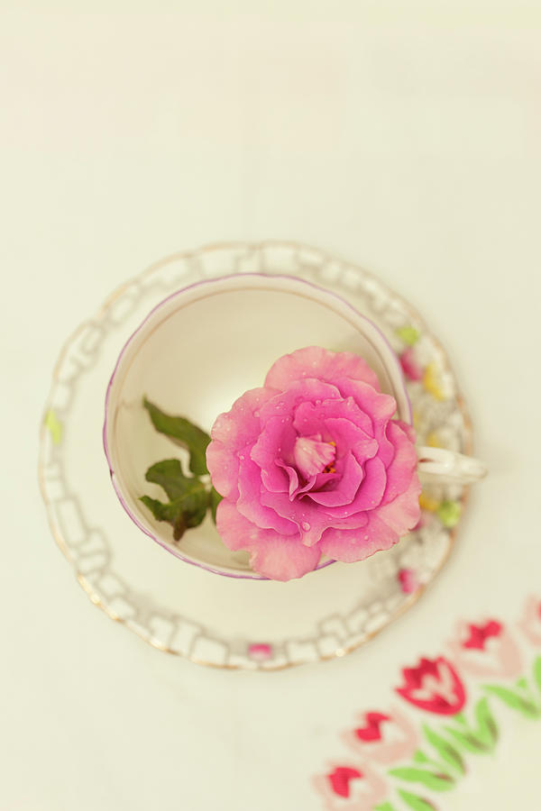 Pink Rose in Teacup Photograph by Susan Gary