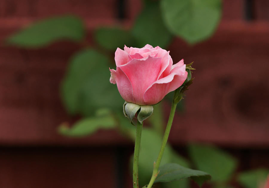 Pink Rose in the Garden Photograph by Sandy Keeton
