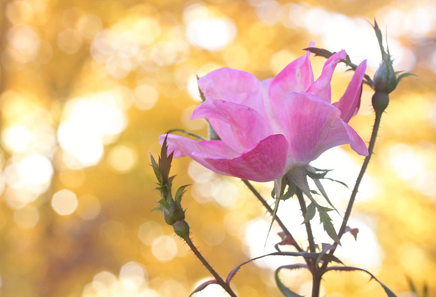 Pink Rose in the Light of Fall Photograph by Trina  Ansel