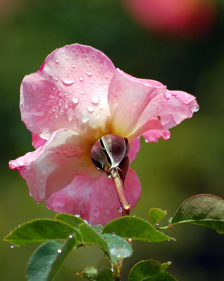 Pink Rose in the Rain 2 Photograph by Amy Fose Pink Rose in the Rain 2 Photograph by Amy Fose