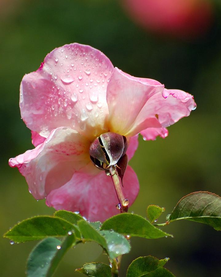 Pink Rose in the Rain 2 Photograph by Amy Fose