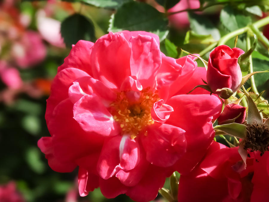 Pink Rose In The Sunlight Photograph By Cynthia Woods - Fine Art America