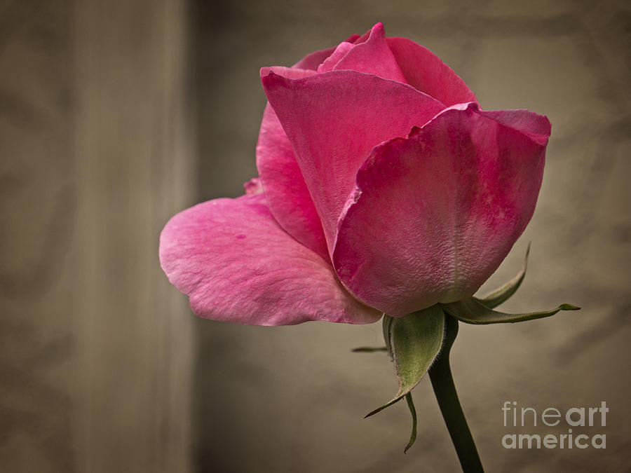 Pink Rose Photograph by Inge Riis McDonald