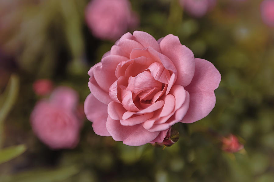 Pink Rose Instagram Photograph