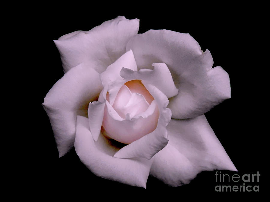 Pink Rose Isolation Photograph by Beth Myer Photography