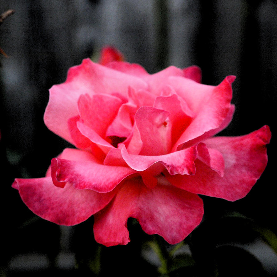 Pink Rose Photograph by James Granberry