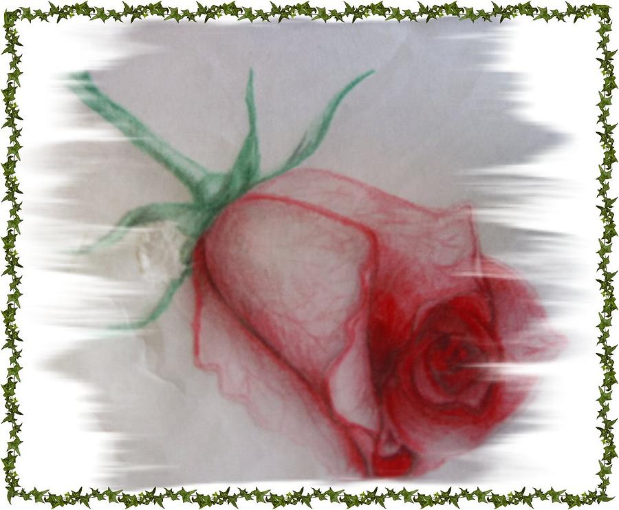Floral Drawing - Pink Rose by Janet Gioffre Harrington Floral Drawing - Pink Rose by Janet Gioffre Harrington