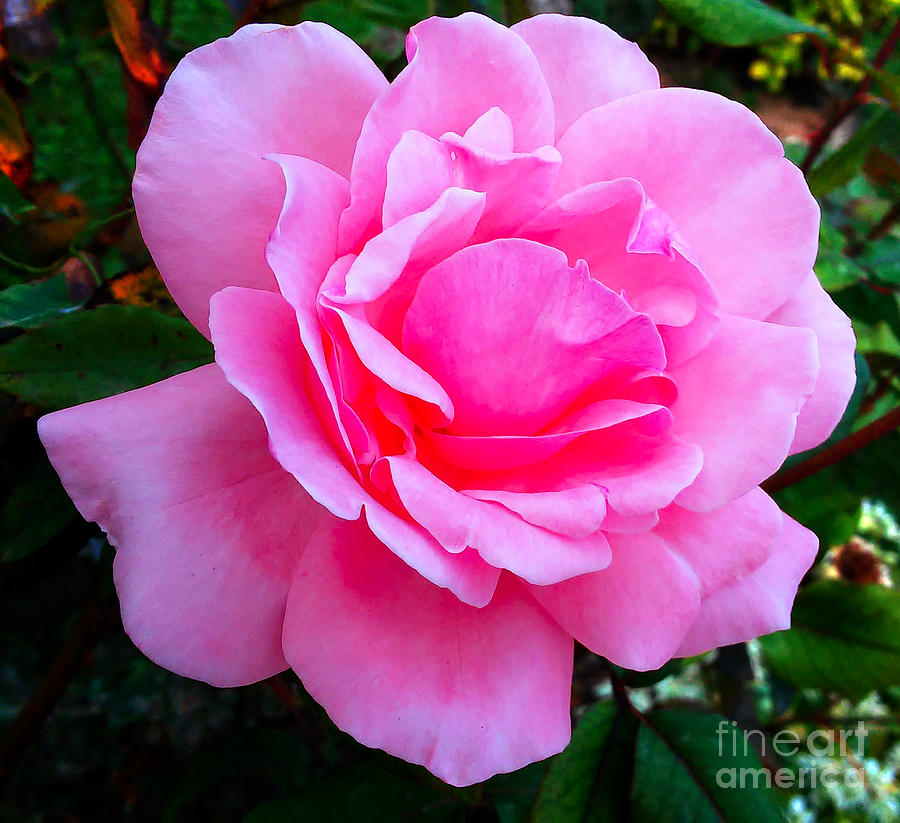 Pink Rose Photograph by Jasna Dragun