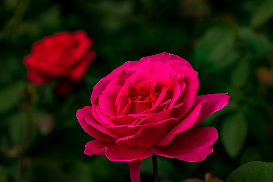 Pink Rose Photograph by Jay Stockhaus