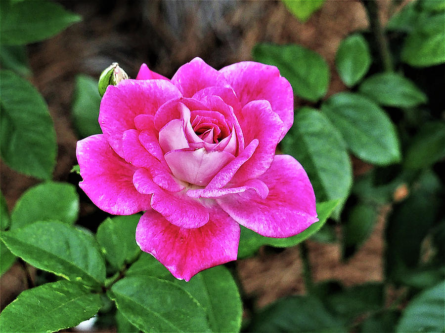 Pink Rose Photograph by Jerry Connally