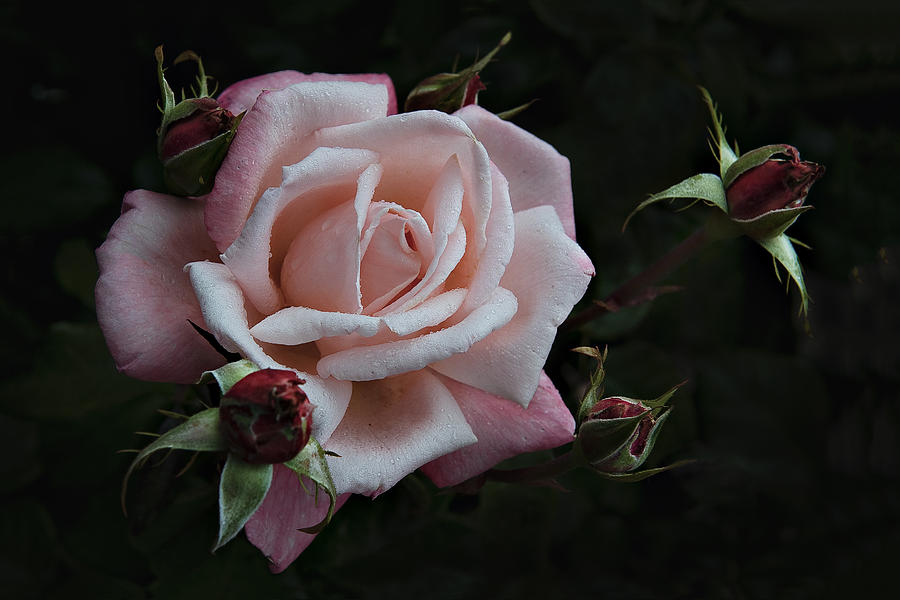 Pink Rose Photograph by John Christopher