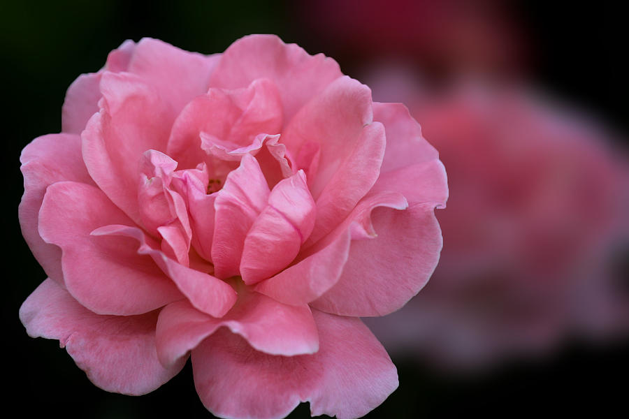 Pink Rose Joy Photograph by Vanessa Thomas