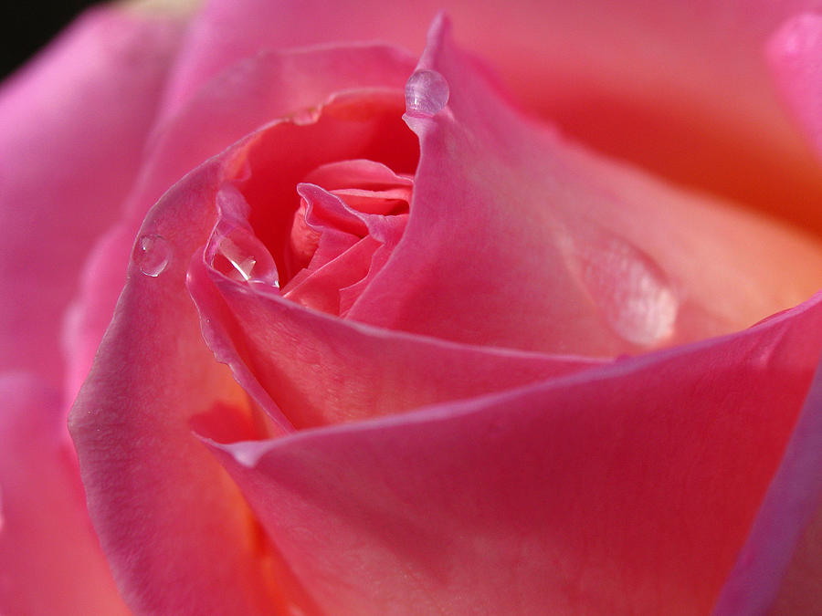 Pink Rose Photograph by Juergen Roth