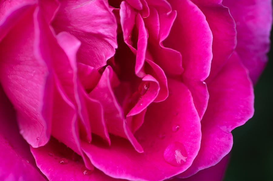 Flower Photograph - Pink Rose by Kanokwalee Pusitanun Flower Photograph - Pink Rose by Kanokwalee Pusitanun