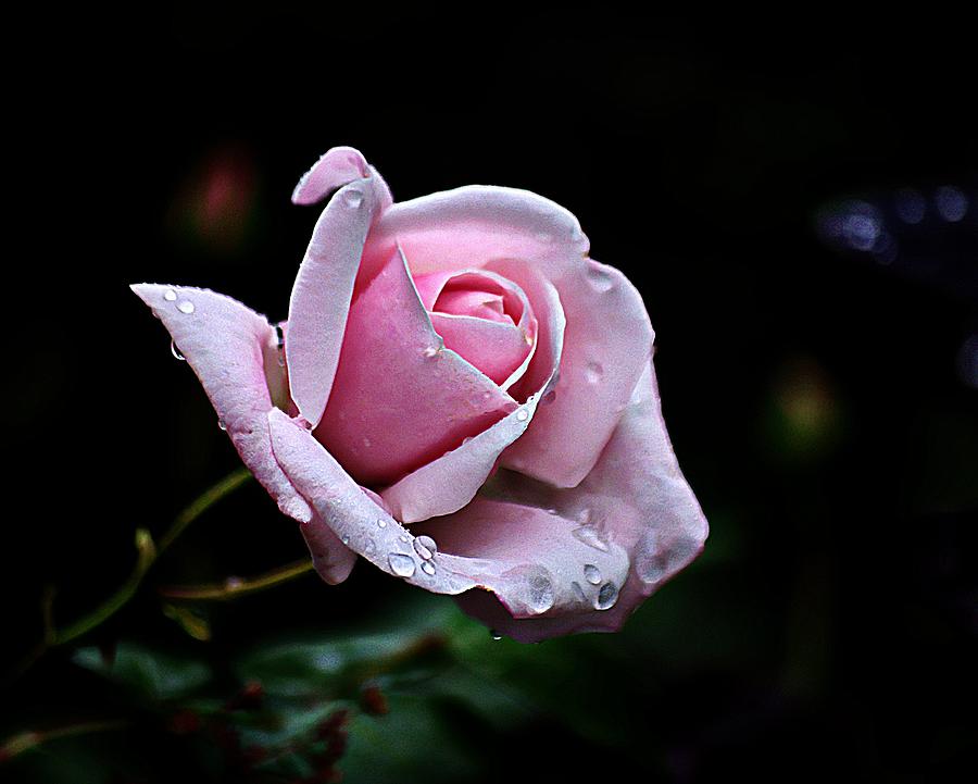 Pink Rose Photograph by Karen McKenzie McAdoo