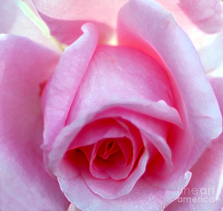 Summer Photograph - Pink Rose by Kathleen Struckle