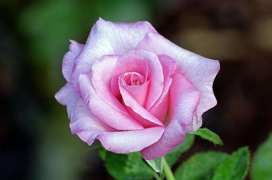 Pink Rose Photograph by Kenneth Albin - Fine Art America
