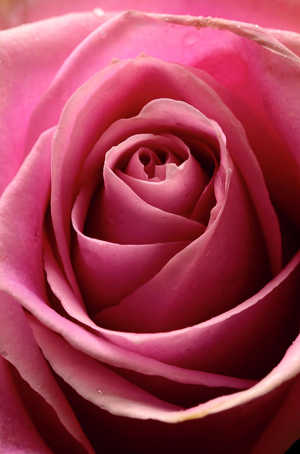 Pink Rose Photograph by Laura Mountainspring