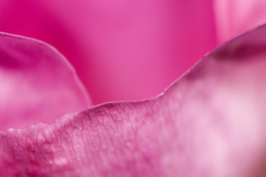 Rose Photograph - Pink rose leaves by Jouko Mikkola