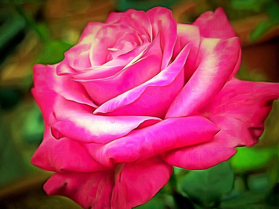Pink rose Digital Art by Lilia S