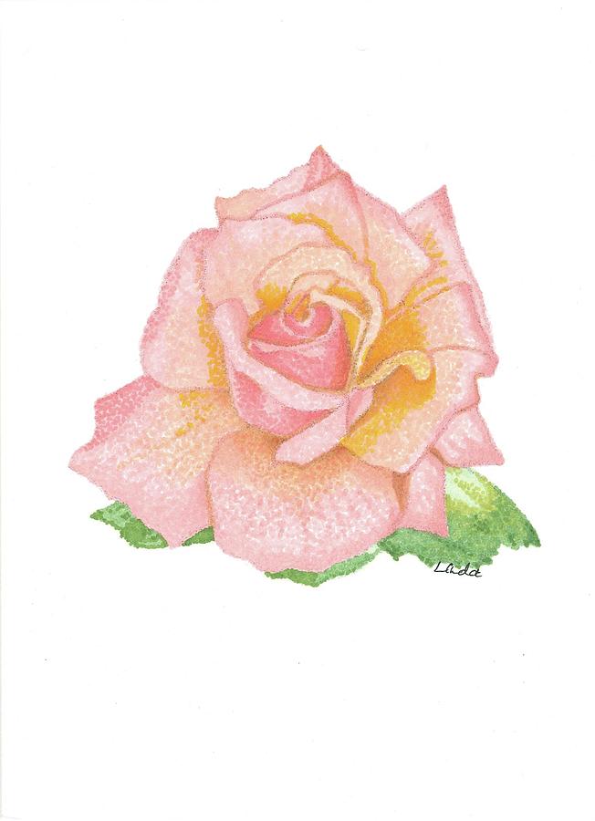 Pink Rose Drawing by Linda Scholl - Pixels