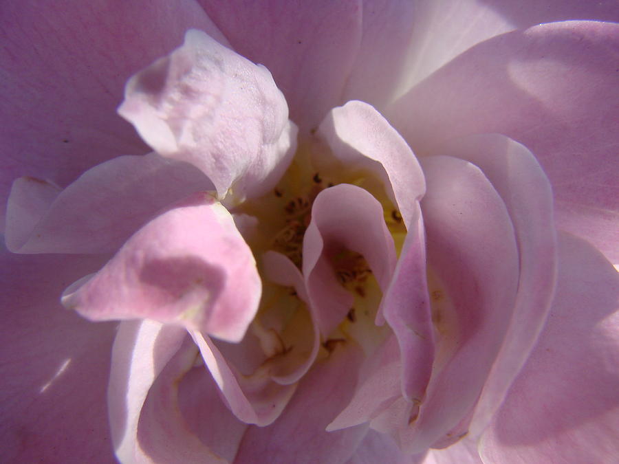 Pink Rose Photograph by Liz Vernand